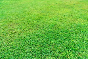 翠绿草坪清新自然之景