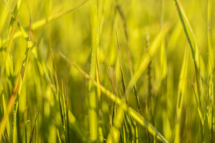 阳光下的翠绿稻穗