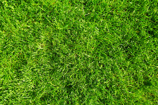 翠绿草坪纹理特写