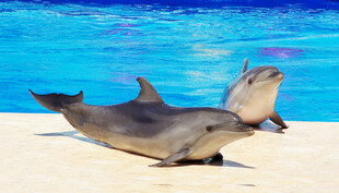 沙滩上嬉戏的两只海豚