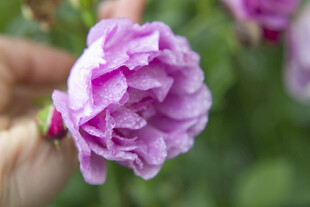 手捧娇艳紫色玫瑰花