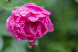 娇艳带露粉色月季花