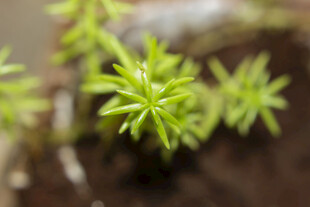 佛甲草嫩绿幼苗生机初显