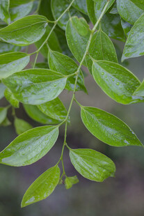 朴树嫩绿叶片的植物枝条