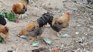 不一样的山上养殖芦花鸡