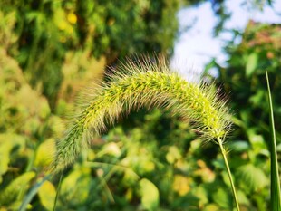 狗尾草特写