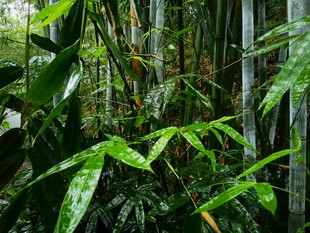 茂密丛林中的翠绿竹子