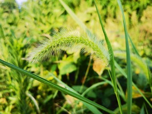 田野中的狗尾草特写