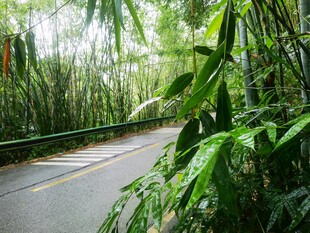 林间幽径绿意盎然