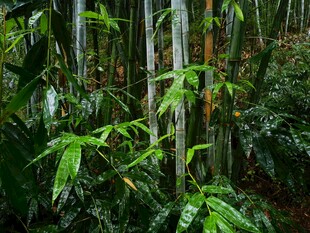 茂密竹林中的翠绿景致