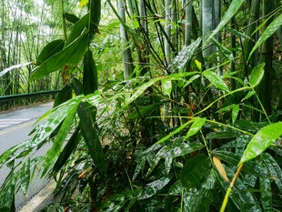 茂密丛林中的绿色植物景观