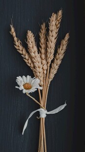 麦子