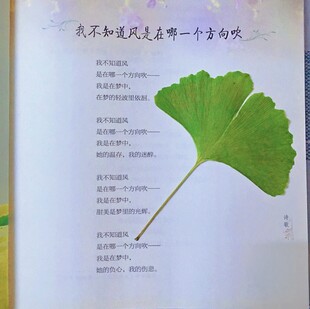 书页上的银杏叶标本