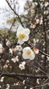 枝头绽放的素雅白梅花