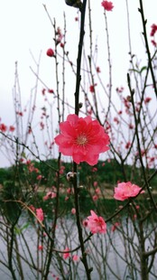 湖畔绽放的娇艳粉色花朵