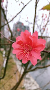 娇艳红樱绽放枝头