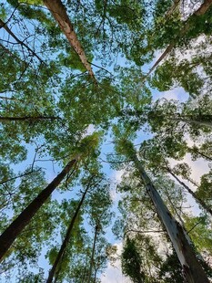 仰视森林高大树木景观