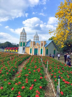 田园教堂旁的绚烂花田