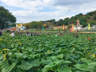 田园风光中的向日葵花海