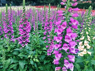紫色毛地黄花海美景 吊钟花