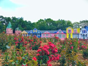 花海中的多彩房屋