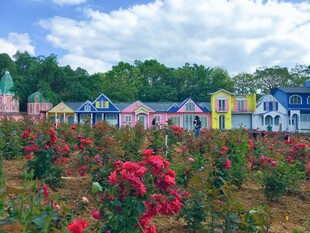 多彩花田旁的彩色小屋 花海