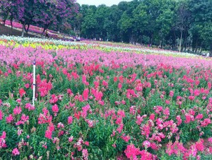 绚烂花海 绽放的美丽