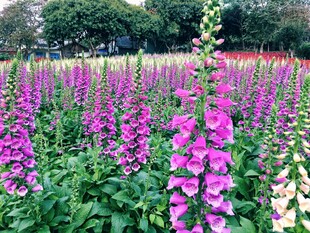 紫色毛地黄 吊钟花 花海绽放