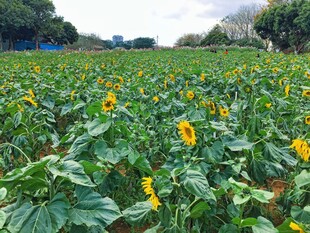 向日葵花田 绽放的灿烂