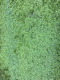 翠绿茂盛的苔藓植物
