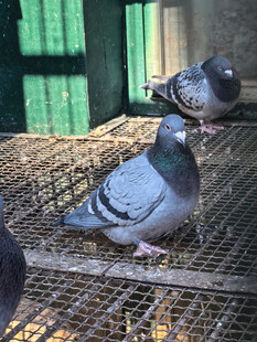 鸽子