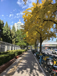 秋天北京的街道