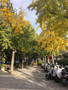 老北京胡同
