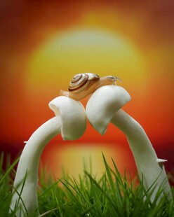 夕阳下草地上的蜗牛与蘑菇