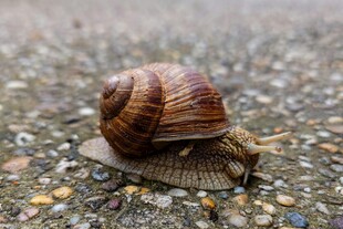 爬行的棕色蜗牛