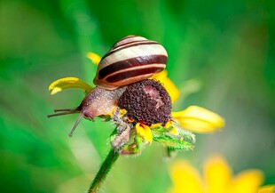 蜗牛静卧黄色花朵之上