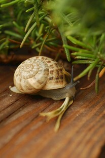 木上蜗牛