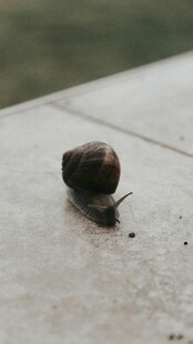 一只蜗牛在平面上爬行