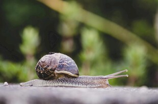 爬行的蜗牛