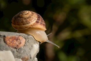 岩石上的蜗牛