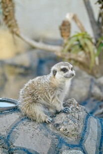 可爱狐獴坐于斑驳物体上