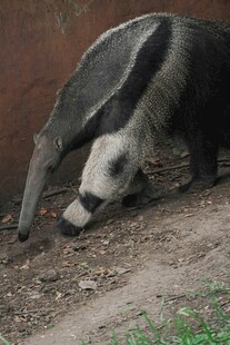 食蚁兽专注觅食瞬间