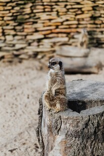石上猫鼬