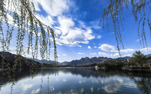 湖畔垂柳映蓝天美景