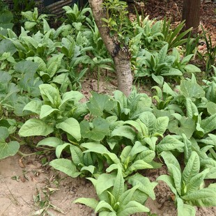 绿叶植物丛中的小树