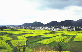 春日田园风光金黄油菜花田