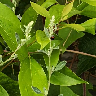 绿叶植物特写