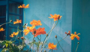 蓝墙前绽放的橙色小花