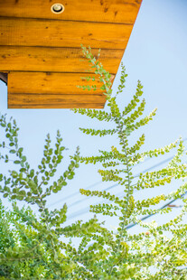 木质屋檐下的翠绿枝叶