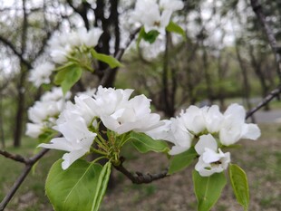 枝头绽放的洁白花朵